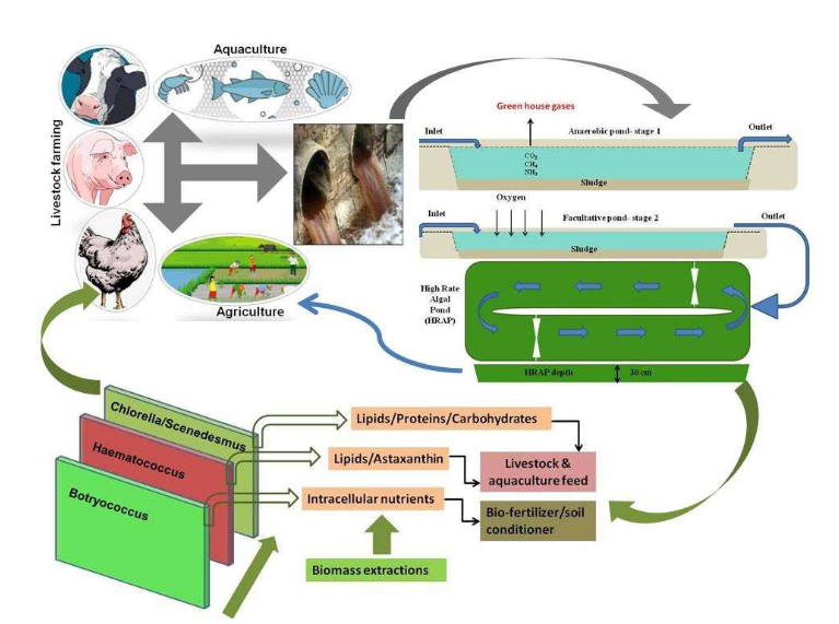 Algae Based Circular Economy