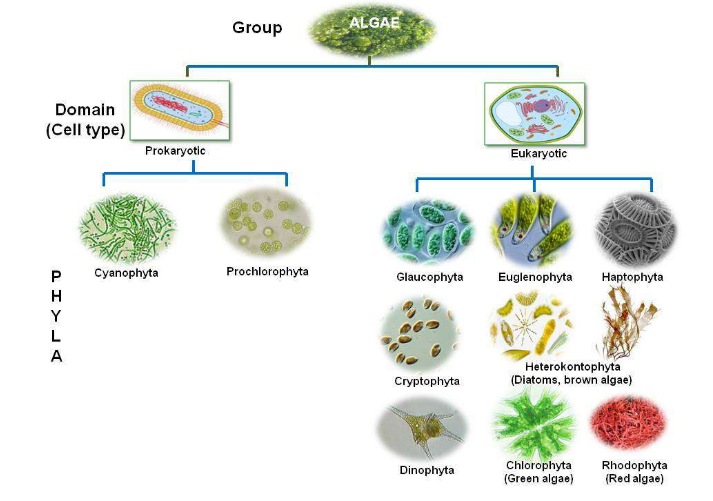 Algae Based Circular Economy